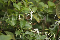 Jasminum ritchiei